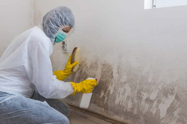 Best Local Mold Removal Service  in Newport, NC