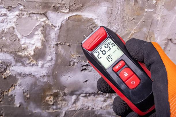 Best Best Mold Removal Companies  in Newport, NC