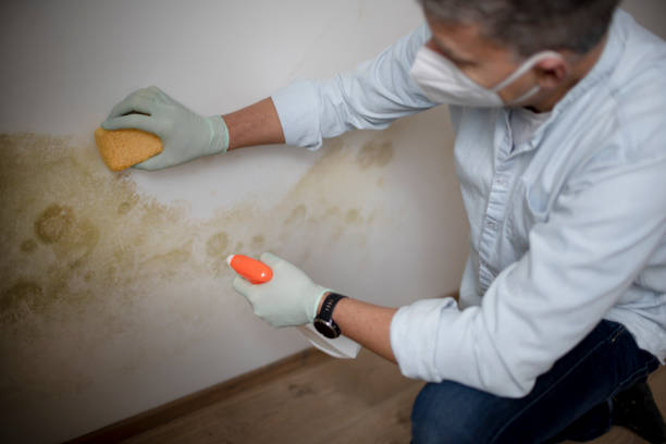Crawl Space Mold Removal in Newport, NC